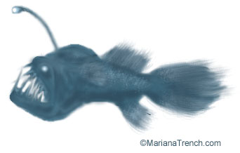 Angler Fish